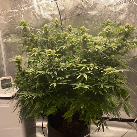 Mother Hybrid Sativa growlog photo: As heathy as, nothing at all wrong with this beautiful mother plant. 