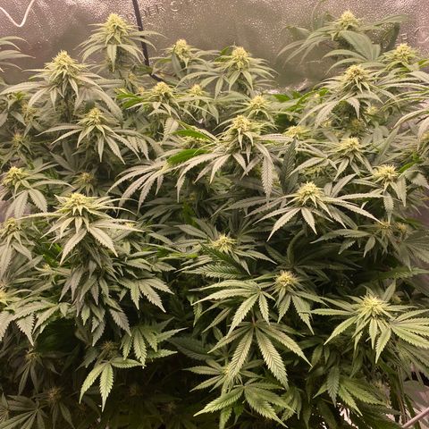 Mother Hybrid Sativa growlog photo: Gave first dose of canna 30ml. Also had another flood so will see how goes but should do plant good. 