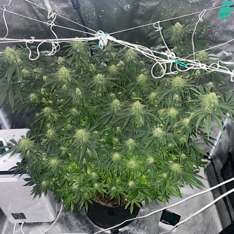 Mother Hybrid Sativa growlog timeline photo