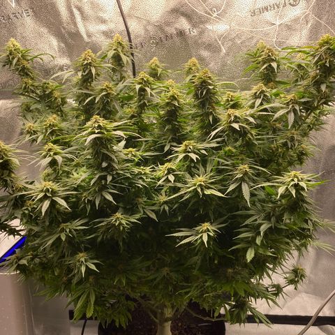 Mother Hybrid Sativa growlog timeline photo