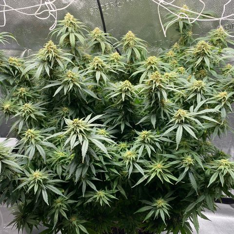 Mother Hybrid Sativa growlog timeline photo