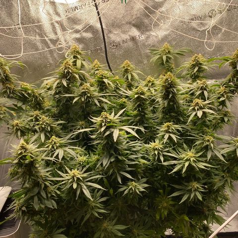 Mother Hybrid Sativa growlog timeline photo