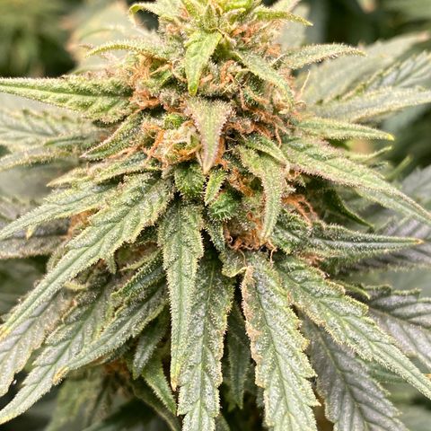 Mother Hybrid Sativa growlog timeline photo