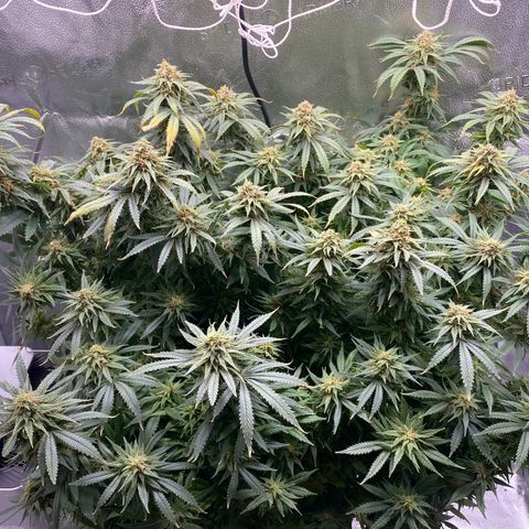 Mother Hybrid Sativa growlog timeline photo