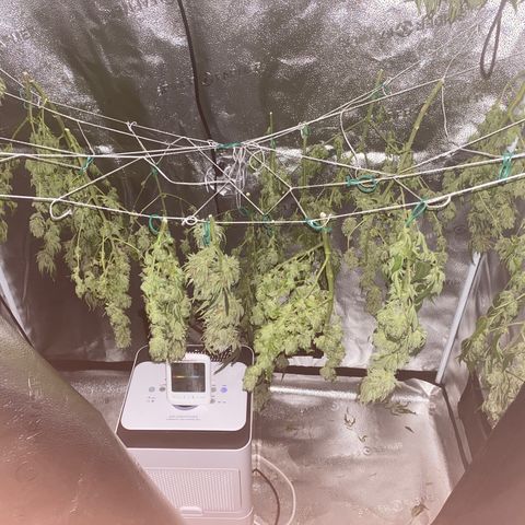 Mother Hybrid Sativa growlog timeline photo