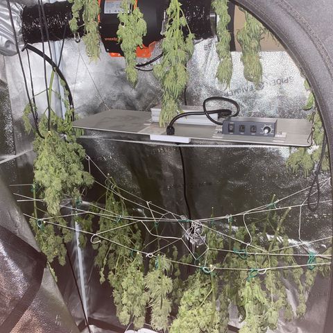 Mother Hybrid Sativa growlog timeline photo