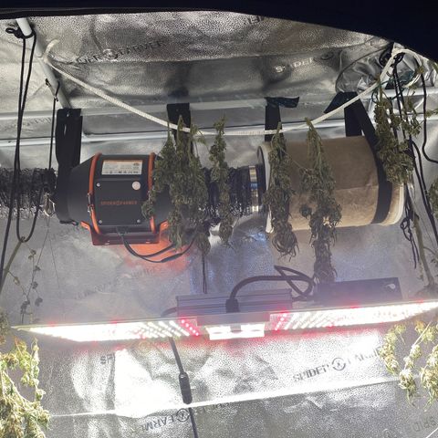 Mother Hybrid Sativa growlog timeline photo
