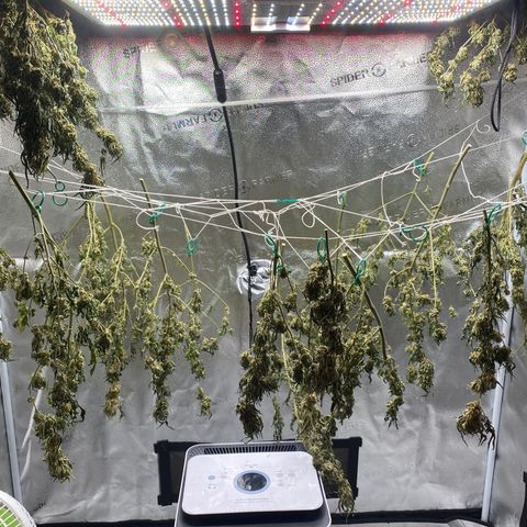 Mother Hybrid Sativa growlog timeline photo