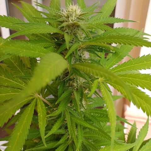 Red Hot Cookies growlog timeline photo