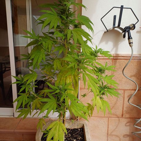 Red Hot Cookies growlog timeline photo