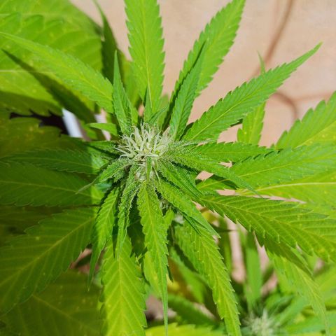 Red Hot Cookies growlog timeline photo