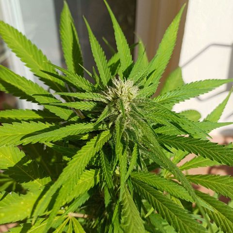 Red Hot Cookies growlog timeline photo
