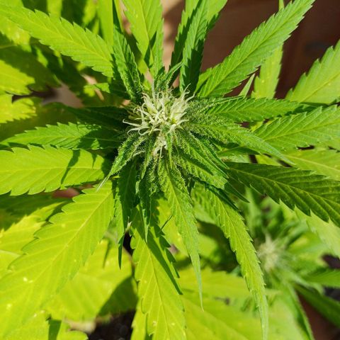 Red Hot Cookies growlog timeline photo