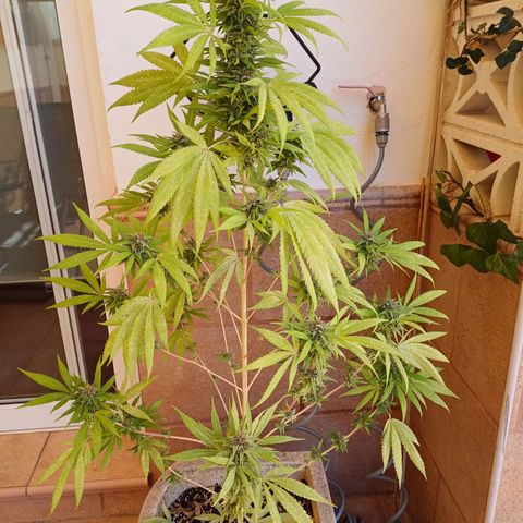 Red Hot Cookies growlog timeline photo