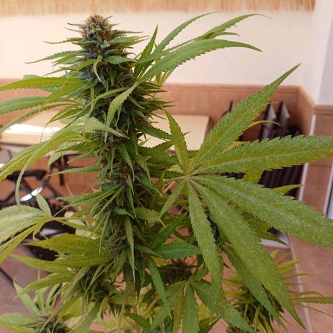 Red Hot Cookies growlog timeline photo