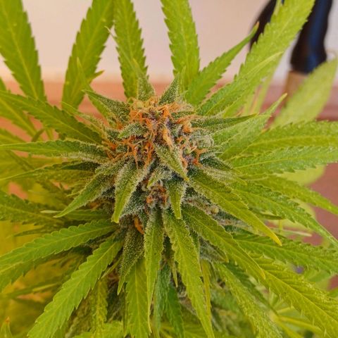 Red Hot Cookies growlog timeline photo