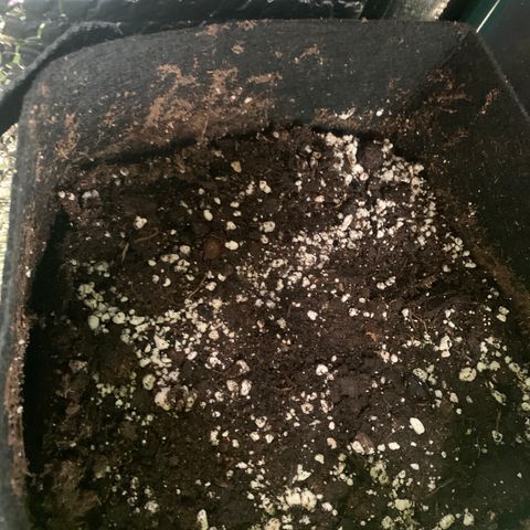 Zkittlez OG Auto 1 growlog photo: Seed germinated after 24 hours and was planted into BioBizz Light-Mix soil (2:45pm)