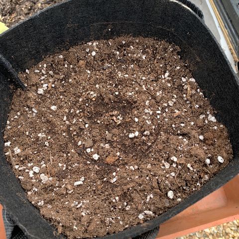 Zkittlez OG Auto 1 growlog photo: Just poked her head through the soil (Kept her inside last night)