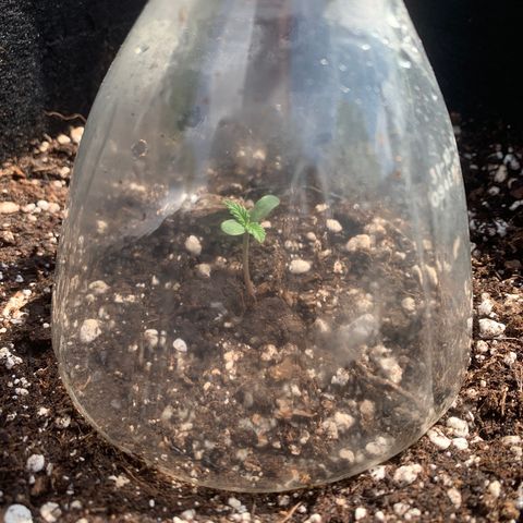 Zkittlez OG Auto 1 growlog photo: Growing nicely
