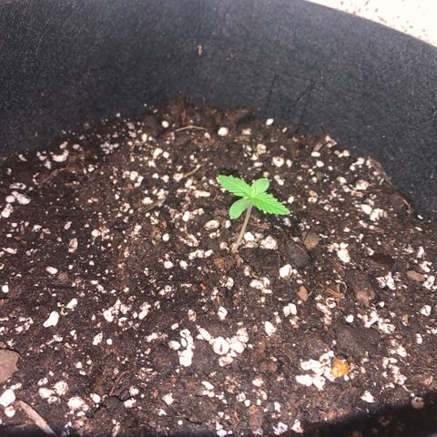 Zkittlez OG Auto 1 growlog timeline photo