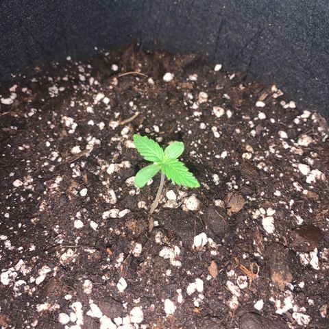 Zkittlez OG Auto 1 growlog timeline photo