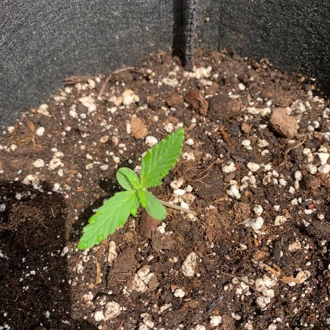 Zkittlez OG Auto 1 growlog photo: Second set of leaves coming through,