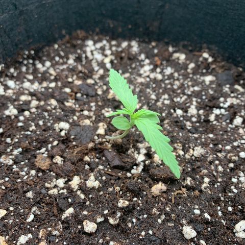 Zkittlez OG Auto 1 growlog photo: Second nodes through, and first dose of fish-mix feed (1ml/1L water)