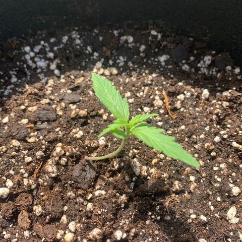 Zkittlez OG Auto 1 growlog timeline photo