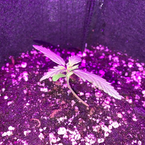 Zkittlez OG Auto 1 growlog photo: After 2nd feed of Fish-Mix