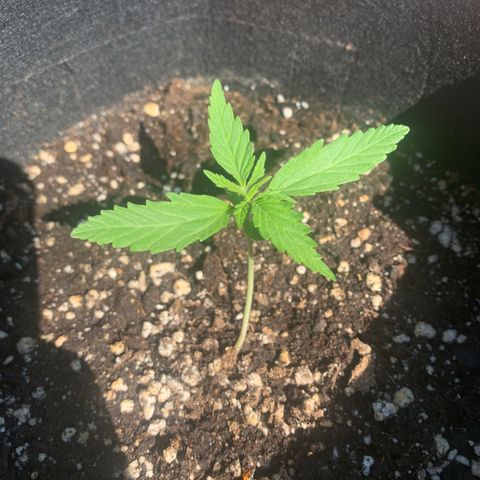Zkittlez OG Auto 1 growlog timeline photo