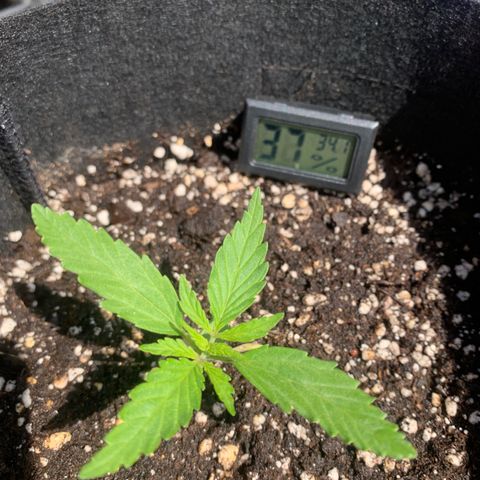 Zkittlez OG Auto 1 growlog timeline photo