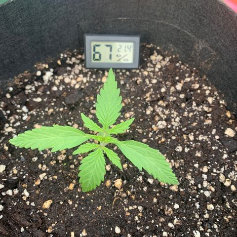 Zkittlez OG Auto 1 growlog timeline photo
