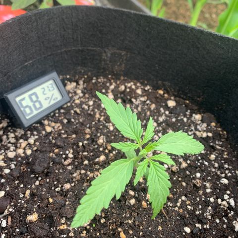 Zkittlez OG Auto 1 growlog timeline photo