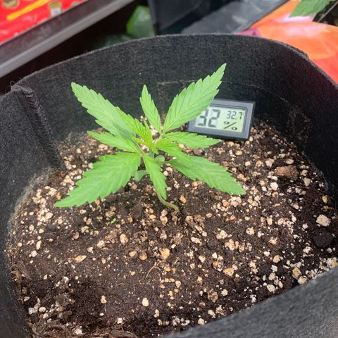 Zkittlez OG Auto 1 growlog timeline photo