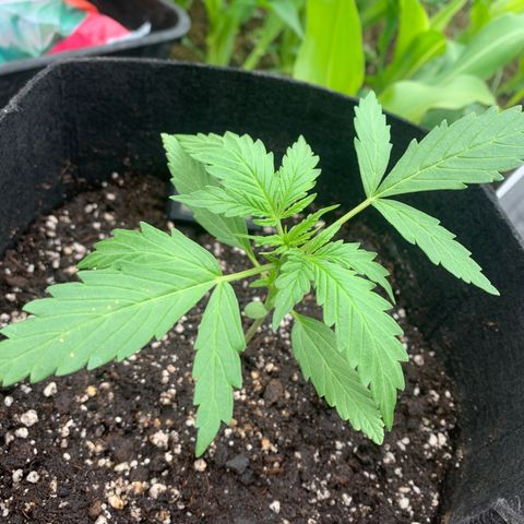 Zkittlez OG Auto 1 growlog timeline photo