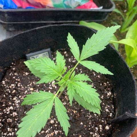 Zkittlez OG Auto 1 growlog timeline photo