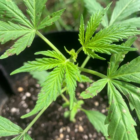 Zkittlez OG Auto 1 growlog photo: Plant fimmed & staying back outside after showing good recovery in the leads apart from some slight burn marks.
