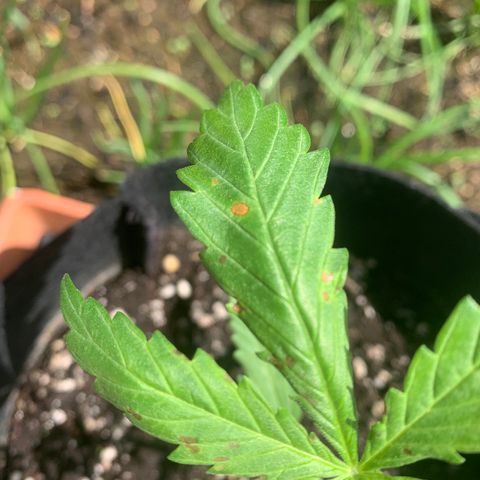 Zkittlez OG Auto 1 growlog timeline photo