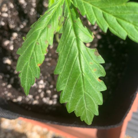 Zkittlez OG Auto 1 growlog timeline photo
