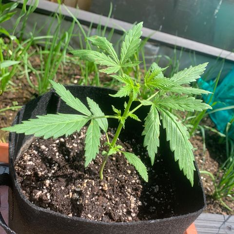 Zkittlez OG Auto 1 growlog timeline photo