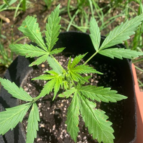 Zkittlez OG Auto 1 growlog timeline photo