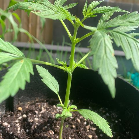 Zkittlez OG Auto 1 growlog timeline photo