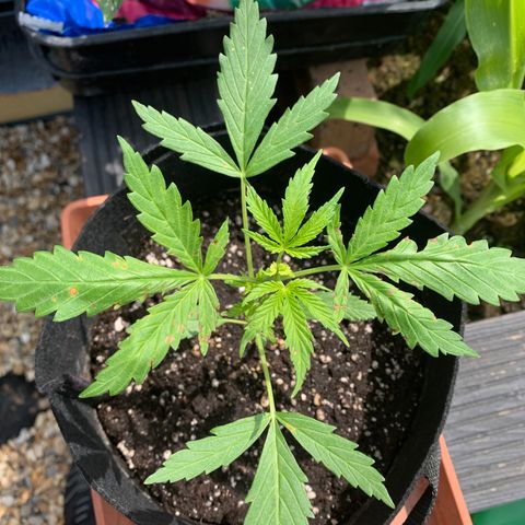 Zkittlez OG Auto 1 growlog timeline photo