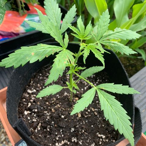 Zkittlez OG Auto 1 growlog timeline photo