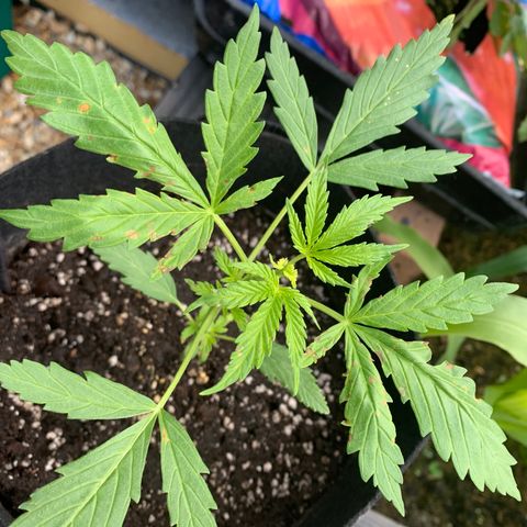 Zkittlez OG Auto 1 growlog timeline photo