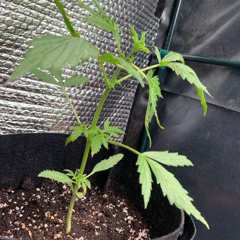 Zkittlez OG Auto 1 growlog photo: Fed her today, she looks nice and healthy. Recovered well so far from burns. Still growing nice and quick.