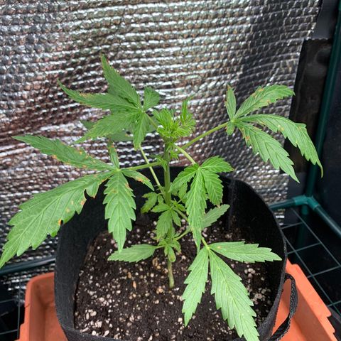 Zkittlez OG Auto 1 growlog photo: Fed her today, she looks nice and healthy. Recovered well so far from burns. Still growing nice and quick.