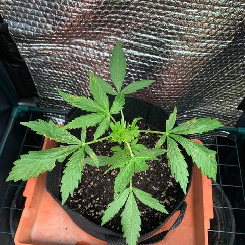Zkittlez OG Auto 1 growlog photo: Fed her today, she looks nice and healthy. Recovered well so far from burns. Still growing nice and quick.