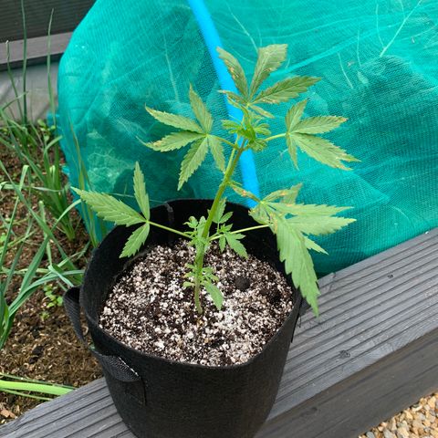 Zkittlez OG Auto 1 growlog timeline photo
