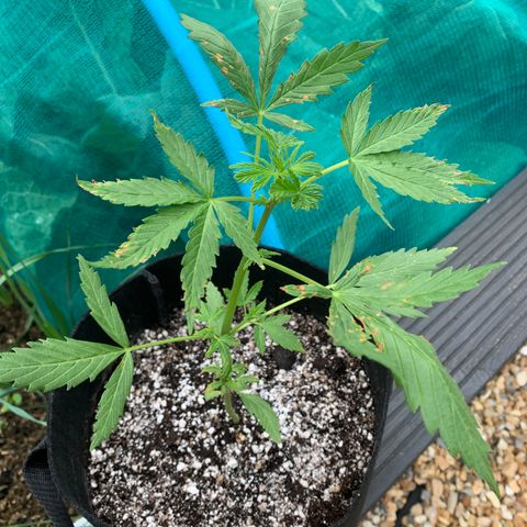 Zkittlez OG Auto 1 growlog timeline photo
